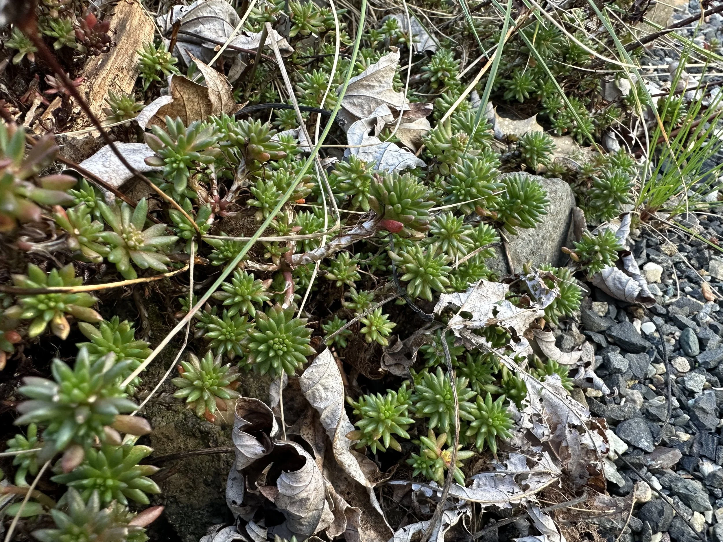 Coyote Bush — Revive Gardens PDX